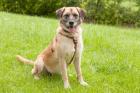 STARLET - Mischling - 7 Jahre - Tierhilfe-Franken e. V.