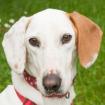 LIESCHEN - Whippet-Mix - 2 Jahre - Tierhilfe-Franken e. V.