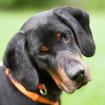 OLEO - Mischling - 6 Jahre - Tierhile-Franken e. V.