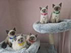 Katzenbabys Kitten Perser Siam