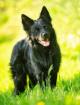 RAFFI - Mudi-Mix - 2 Jahre - Tierhilfe-Franken e. V.
