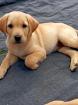 Labrador Welpen Abgabebereit